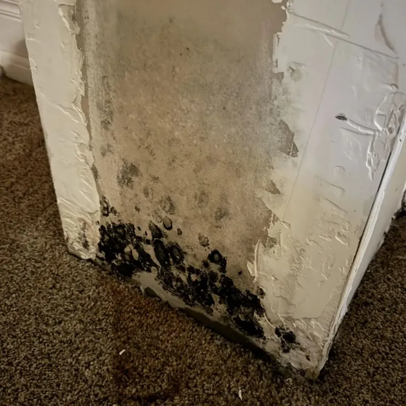 Professional Mold Removal in Richmond, MI